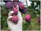 AURELIA 98227